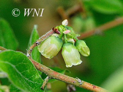 Velvet-leaved Blueberry (Vaccinium myrtilloides)